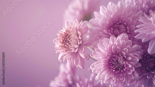 Chrysanthemum flowers on lilac background closeup