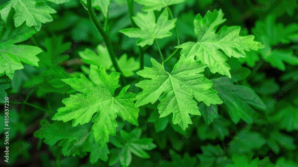 Beautiful Green Papaya Leaves Beautiful Green Papaya Leaves