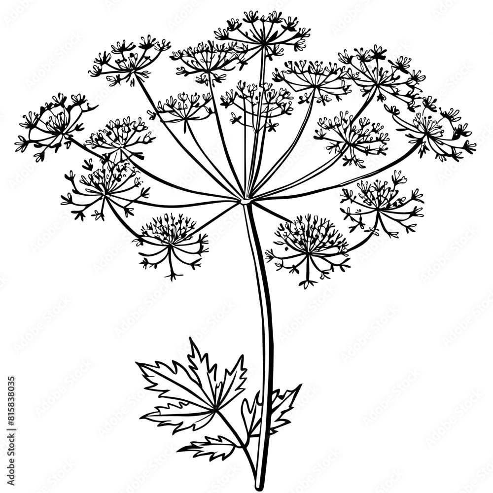 Queen Anne Lace flower outline illustration coloring book page design