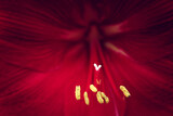 abstract macro photo of red tropical flower