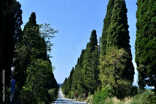 Wallpaper Mural Il viale dei Cipressi che dall'Oratorio di San guido (sulla via Aurelia) conduce a Bolgheri  ombreggiato da entrami i lati una fila fittissima di cipressi  Torontodigital.ca