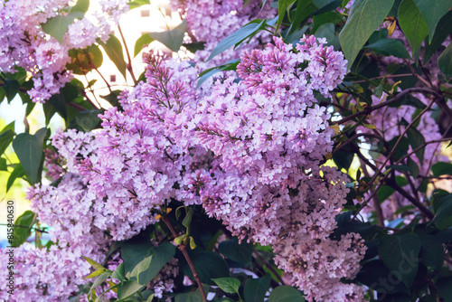 Lilac flowers in spring. Branches of blossoming purple lilac on springtime in garden. Romantic flowers. Spring Blossom.