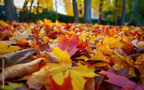 A vibrant carpet of multicolored autumn leaves.