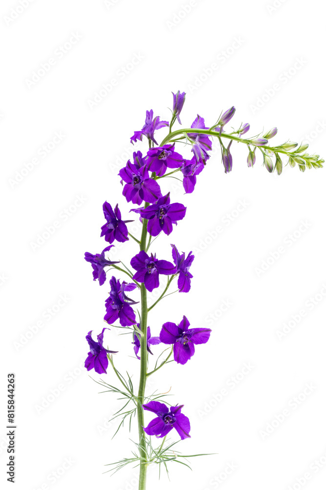 larkspur flower isolated larkspur flower isolated