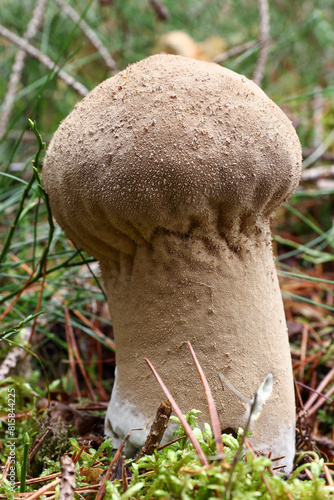 Elongate puffball - edible mushroom