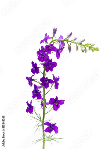 larkspur flower isolated