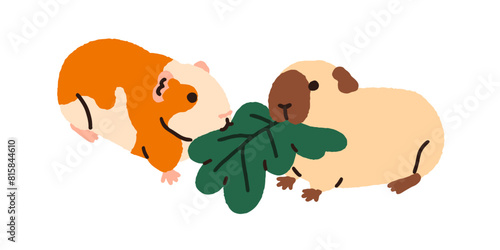 Cute guinea pigs. Cavy animals couple, funny rodents eating leaf food. Kawaii adorable lovely characters. Happy pets feeding together. Flat graphic vector illustration isolated on white background