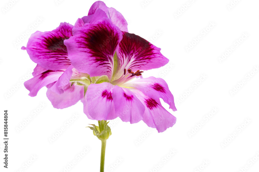 Fototapeta premium pelargonium isolated