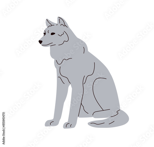 Grey wolf sitting. Wild forest predator. Canis lupus, carnivorous beast from ...