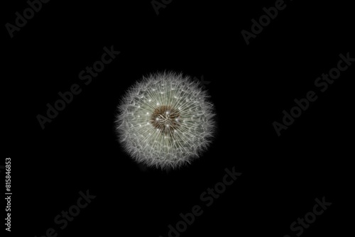 Gewöhnlicher Löwenzahn mit schwarzem Hintergrund