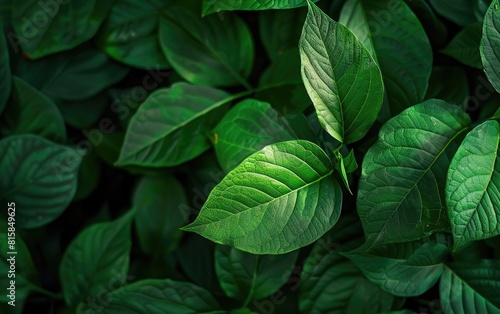 Close-up of vibrant green leaves with deep textures and shadows.