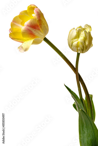 A pair of tulips isolated on a white background.