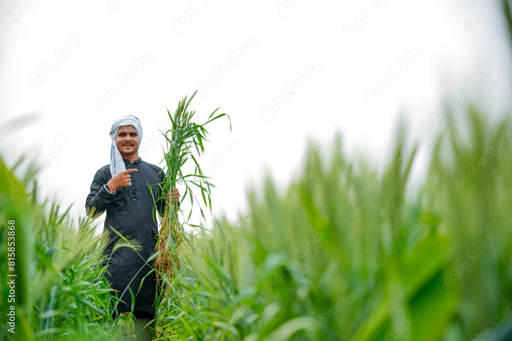 Young Indian farmer in a field of green wheat Young Indian farmer in a field of green wheat