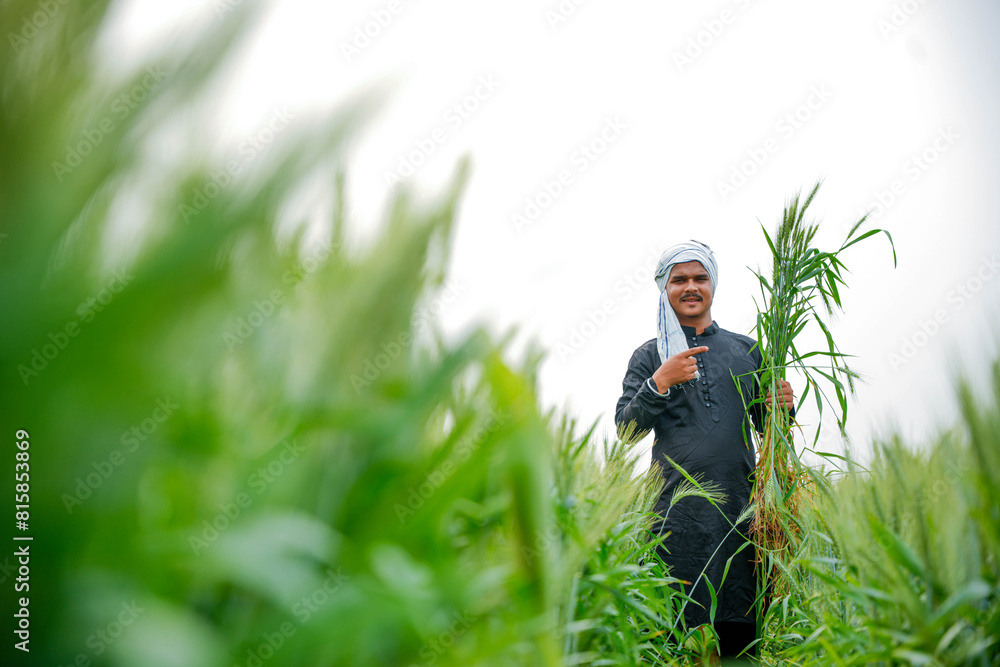 Young Indian farmer in a field of green wheat Young Indian farmer in a field of green wheat