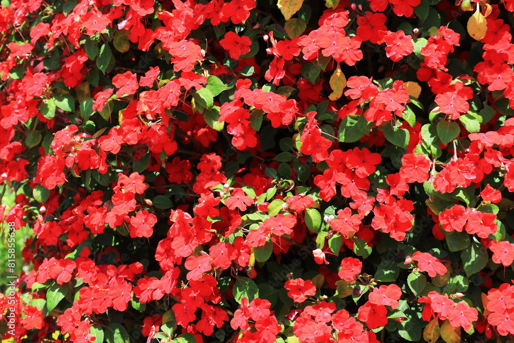 Naklejka premium 赤い花の群生