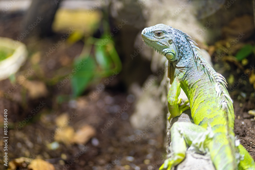Obraz premium A blue and green iguana keeping watch