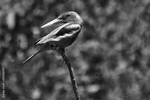 Common Kingfisher in flight with dark background. Beautiful blue bird fishing on the river. European waterfowl. Amazing.