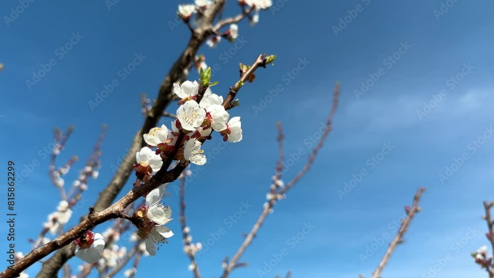 White apricot blossom against blue sky, flowering tree in early Spring, close-up White apricot blossom against blue sky, flowering tree in early Spring, close-up