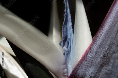 Close-up of the closed bud of an ornamental banana (Stretlizia nicolai). The blue bud is on a shrub. The background is dark.