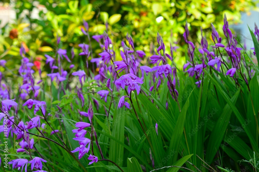 シラン（紫蘭）の花　紫色
