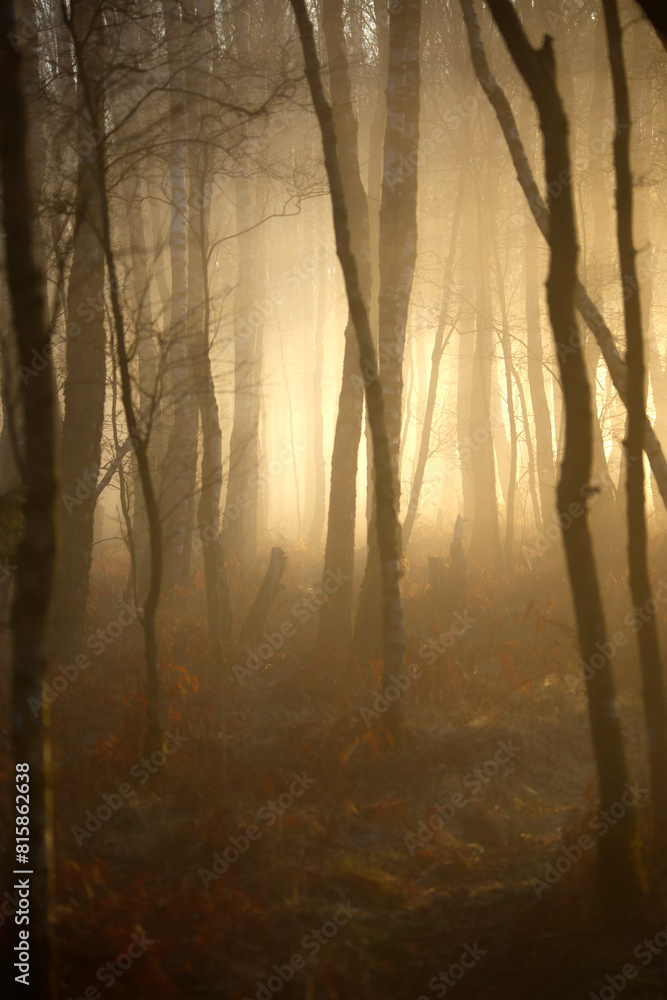 Fototapeta premium A mystical forest scene with sunlight piercing through the fog, illuminating bare trees and autumn leaves on the ground.