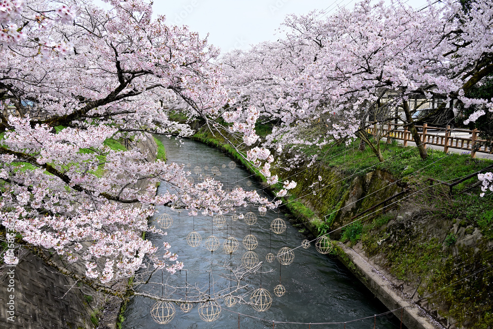 When the cherry blossom trees lined up over the river surface are in full bloom, they race to be the first to bloom with their spectacular flowers. When the cherry blossom trees lined up over the river surface are in full bloom, they race to be the first to bloom with their spectacular flowers.