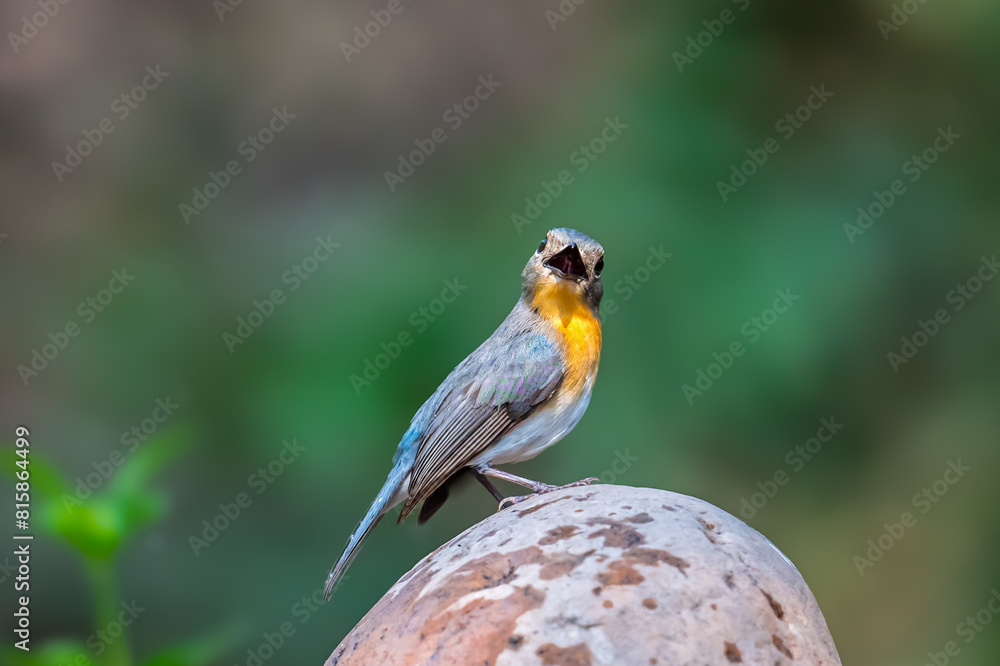 Fototapeta premium Indochinese Blue Flycatcher The head and tail are blue-gray and the neck and chest are orange.