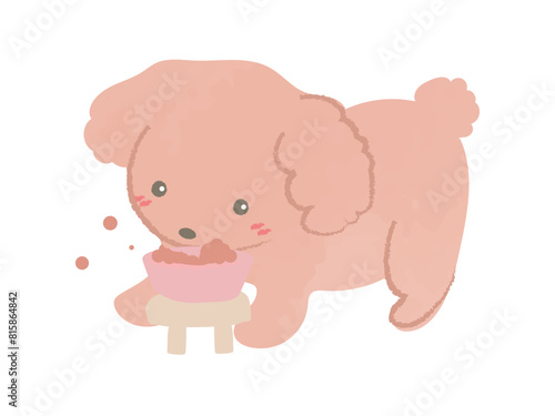 ドッグフードを食べるトイプードル　2