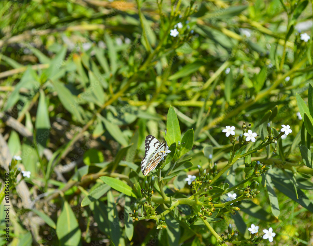 Fototapeta premium wild butterfly on a flower