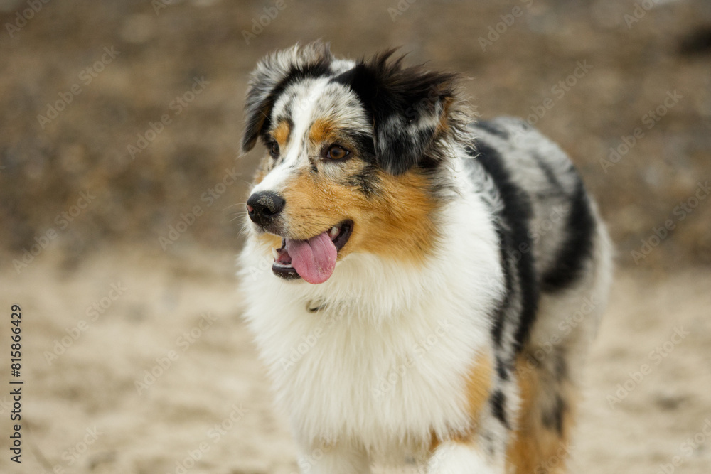 A tricolor Australian Shepherd dog runs joyfully on a sandy beach. A tricolor Australian Shepherd dog runs joyfully on a sandy beach.