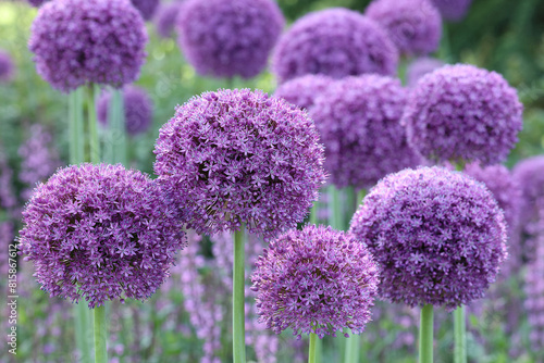 Closeup of the large round purple flower heads of the spring flowering perennial garden bulb Allium Gladiator.
