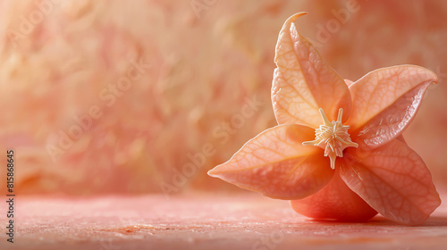 A beautiful close-up of a single physalis flower in full bloom against a blurred background in shades of pink. photo