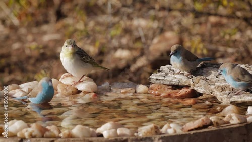 Blue breasted Cordonbleu and village weaver drinking and bathing in waterhole in Kruger national park, South Africa photo