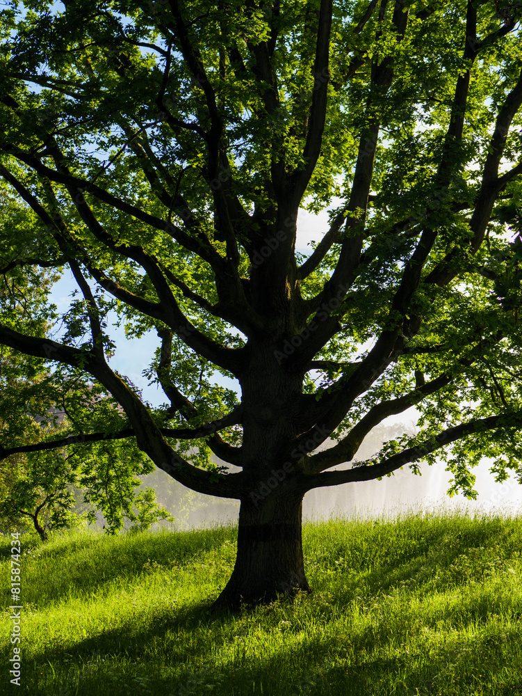 on a sunny day beautiful tree in a meadow on a sunny day beautiful tree in a meadow