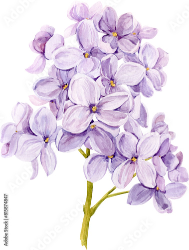 Watercolor drawing of lilac. Hand drawn botanical illustration of Shringa vulgaris. Spring purple flowers for a romantic card. An aromatic plant for packaging soap, perfume, cosmetics. photo