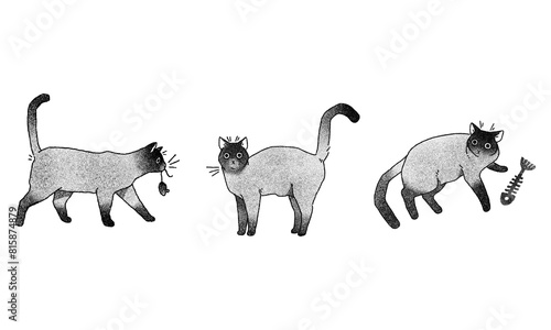 Gatos siam  s  serie  PNG fondo transparente. 