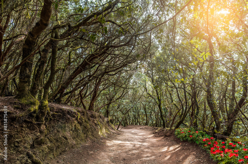 Explore the serene Sendero de los Sentidos in Tenerife, surrounded by lush forests, twisted branches, and vibrant wildflowers. Perfect for nature lovers.