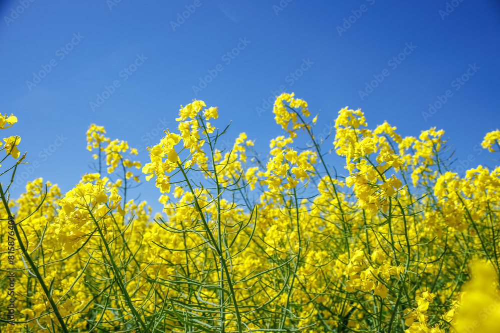 field of beautiful springtime golden flower of rapeseed with blue sky, canola colza in Latin Brassica napus, rapeseed is plant for green industry field of beautiful springtime golden flower of rapeseed with blue sky, canola colza in Latin Brassica napus, rapeseed is plant for green industry