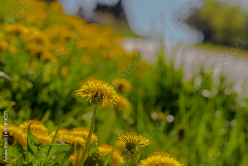 Żółty kwiat mniszka lekarskiego wśród wielu podobnych kwiatów. Wiosenny masowy rozkwit mleczów  w słoneczny kwietniowy dzień. © Grzegorz