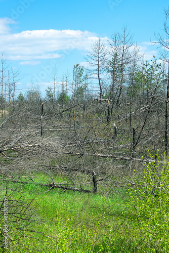 Planted pine forest dried up as result of drought, encircle forest fires, regrowth of shrubs, undergrowth of drought-tolerant small-leaved tree species, Consequence of climate warming and aridization photo