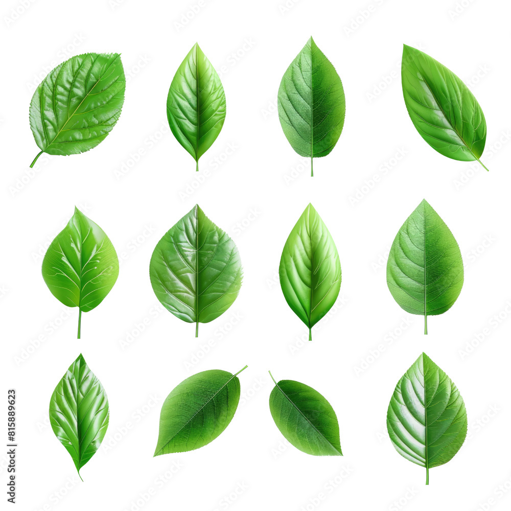 Set of green leaves in isolated on transparent background Set of green leaves in isolated on transparent background