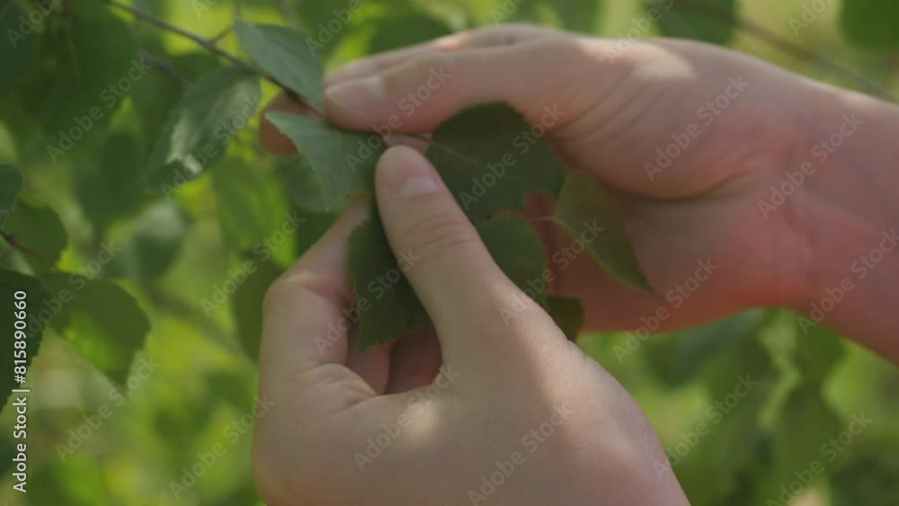 Child Touches Fresh Green Leaves Foliage on Birch Tree Branch in Spring. Close-up of Young Girl Stroking Her Fingers Surface Along Green Leaf. Female Hand Touching Leaf Birch of Nature With Sunlight. Child Touches Fresh Green Leaves Foliage on Birch Tree Branch in Spring. Close-up of Young Girl Stroking Her Fingers Surface Along Green Leaf. Female Hand Touching Leaf Birch of Nature With Sunlight.