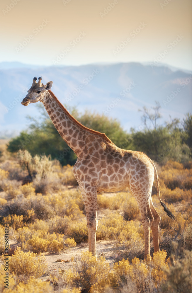 Obraz premium Giraffe, wildlife and plants in Africa for nature, landscape or bush with mountain, field and environment. Indigenous animal, outdoor and grass in tropical summer location for Serengeti National Park