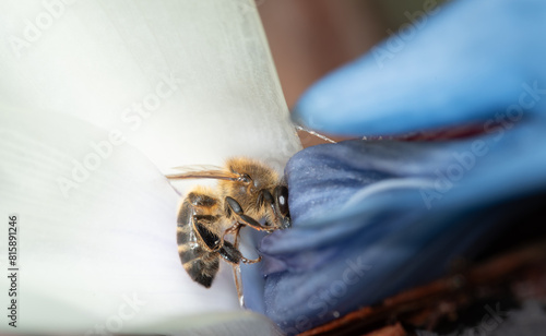 Close-up of a honey bee searching for nectar on a freshly blossomed Stretlizia nicolai. The petals are blue and white.