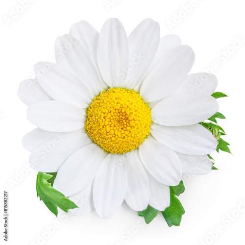 Chamomile or camomile flower isolated on white background. Beautiful white Daisy (Marguerite) flower closeup..