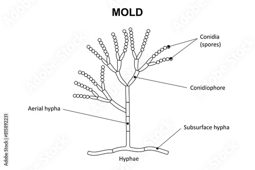 The structure of mold. Diagram. photo