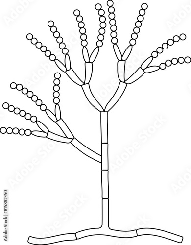 The structure of mold. Fungus. Diagram. photo