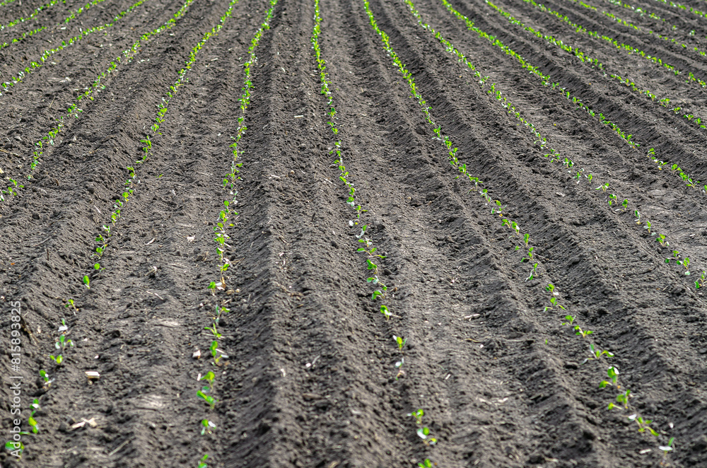 Field rows of planted cabbage seedlings. Green seedlings of cabbage on field. Agriculture concept. Field rows of planted cabbage seedlings. Green seedlings of cabbage on field. Agriculture concept.