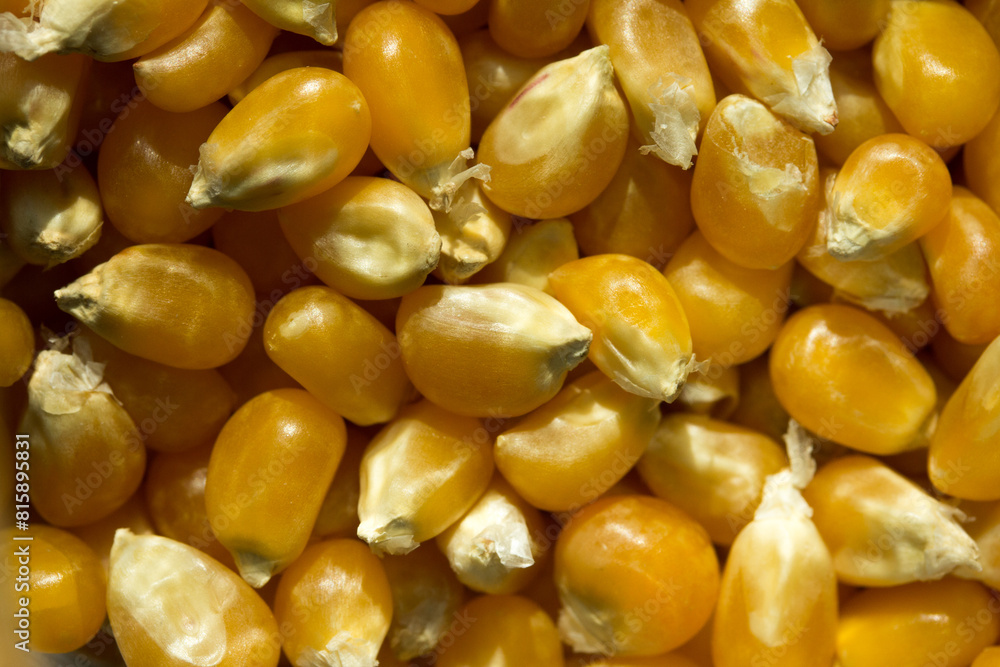 Macro photo of raw corn inside a glass jar. Macro photo of raw corn inside a glass jar.