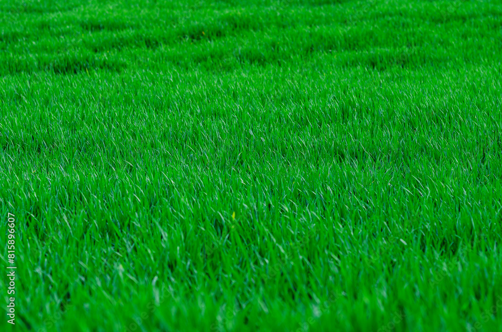 Spring green field close-up. High-quality macro photo of fresh green grass. Selective focus. Spring green field close-up. High-quality macro photo of fresh green grass. Selective focus.